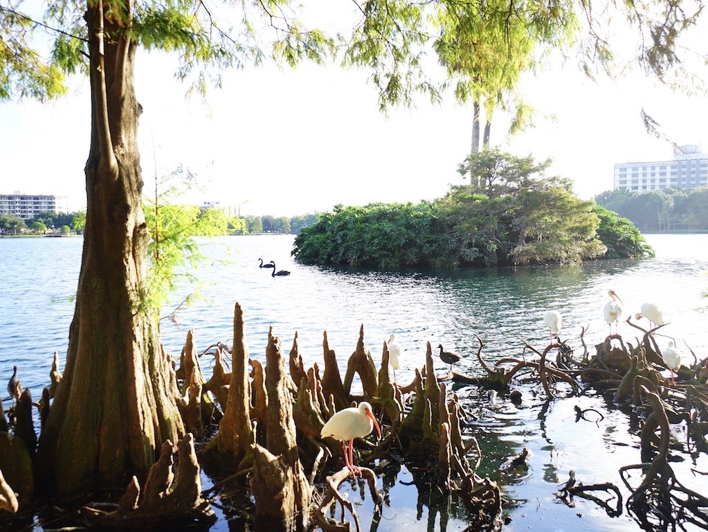 Lake Eola Park - Downtown Orlando | Orlando Land Trust